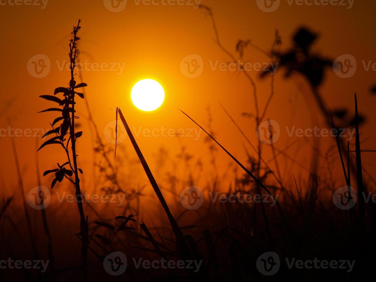 Sunrise in Amazonia, South America. photo