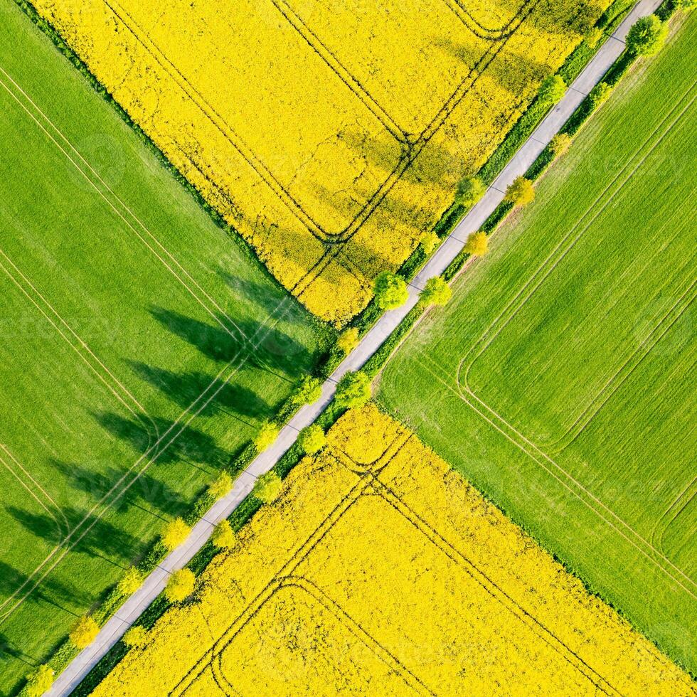 Expanse of bright yellow rapeseed flowers contrasts with lush green grass in a spring landscape. The fields are divided by a winding road, showcasing rural beauty from above. photo