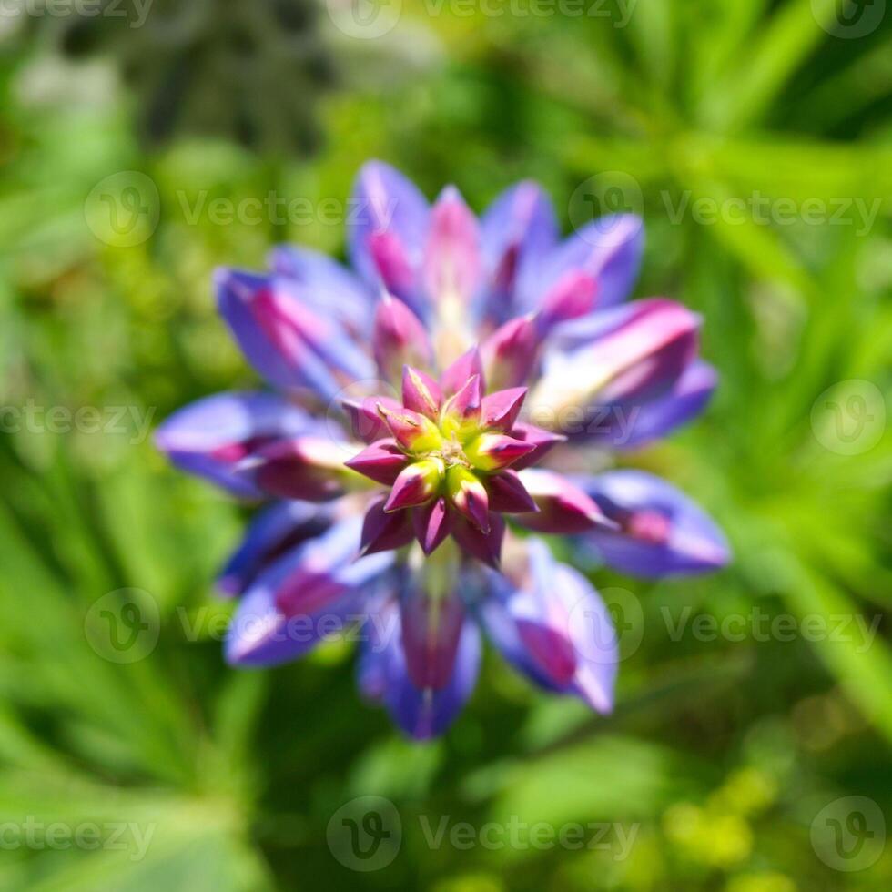 Violet lupine flower in a shape of star when seen from above with green grass bokeh background. Shallow depth of field. photo