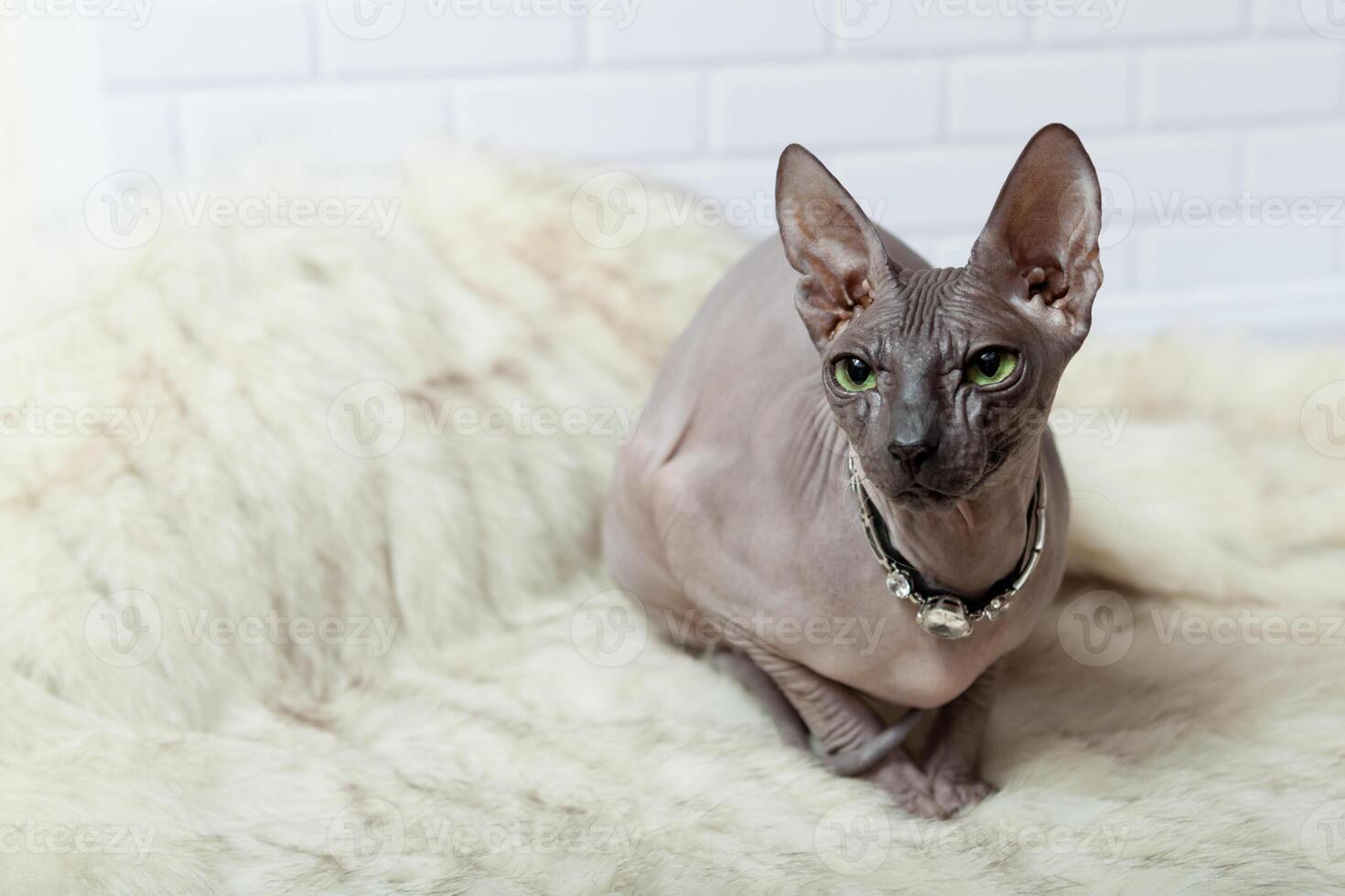 Horizontal background with Donsphinx cat in collar on fur coat photo