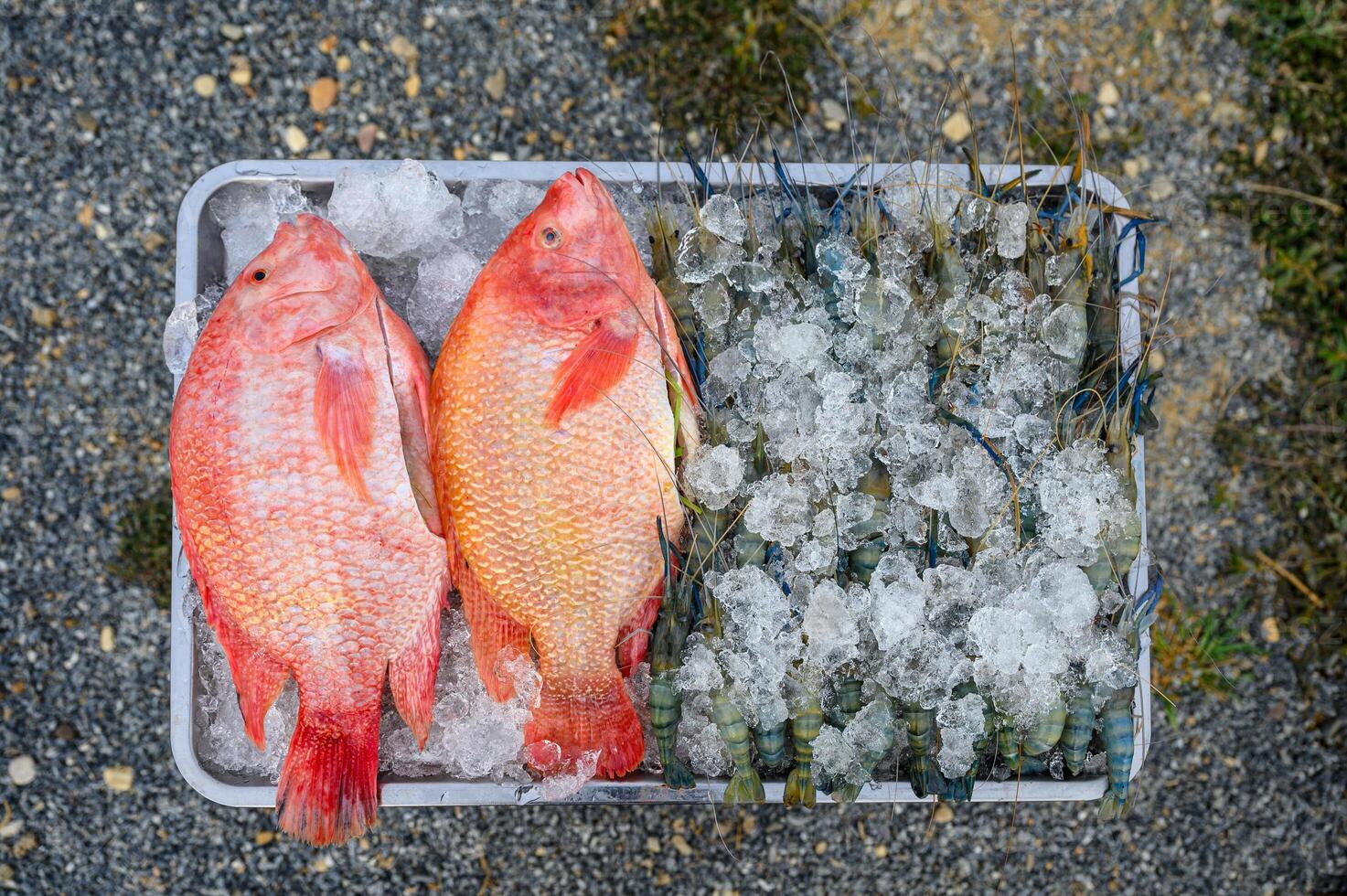 Red Tilapia fish with shrimps frozen with ice on tray photo