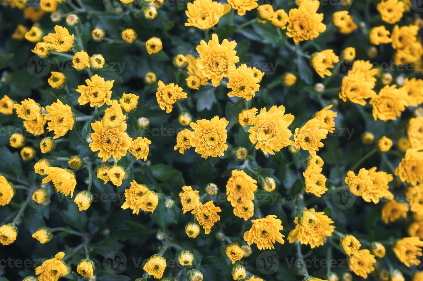 Yellow Chrysanthemum flower blooming on green stalk photo