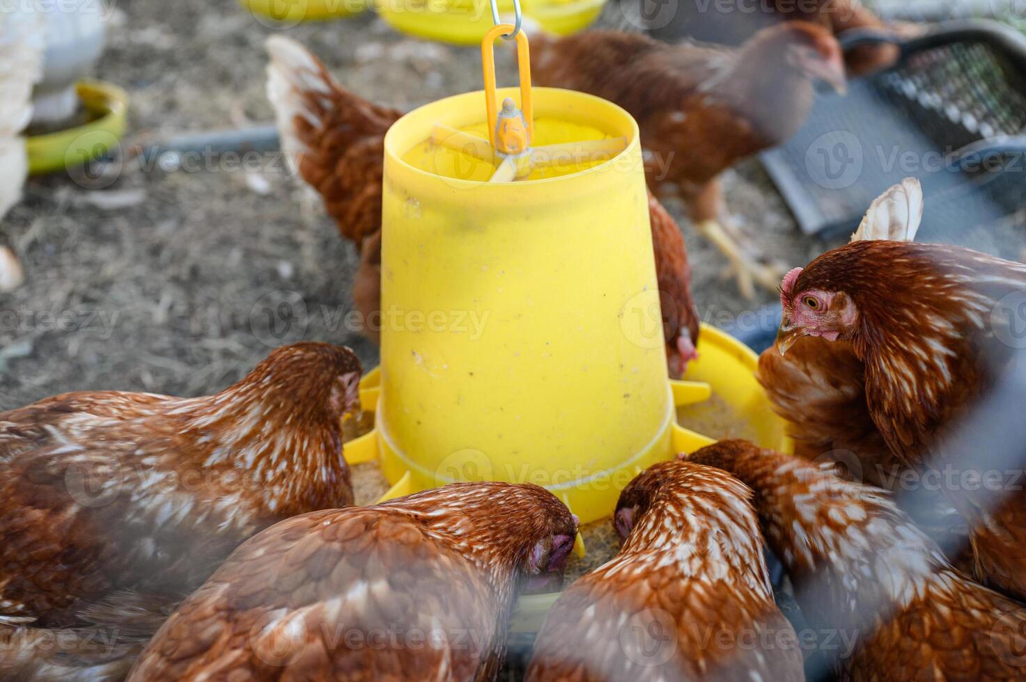 Flock of Hens eating rice bran on yellow tray in coop photo