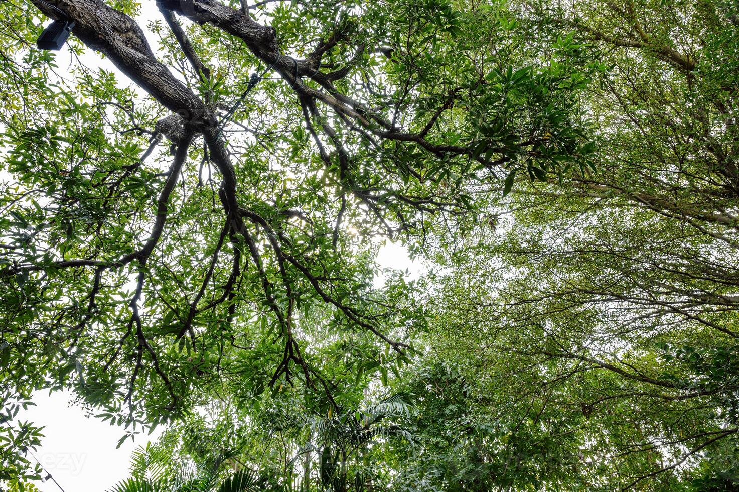 Green leaves with branch in garden on sunny photo