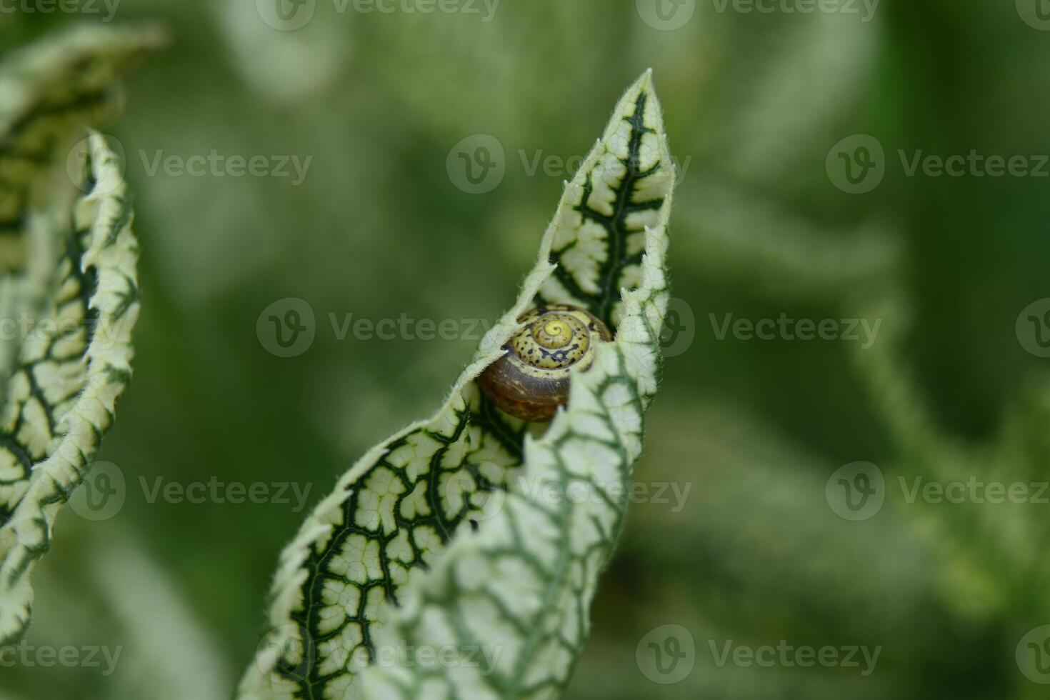 a snail is hiding in the leaf of a plant photo