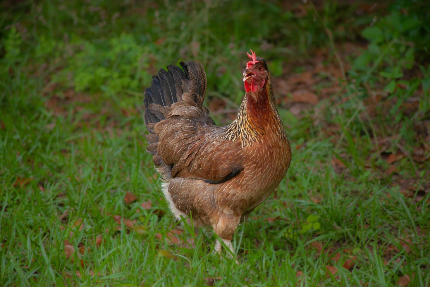 A chicken walking in the grass photo