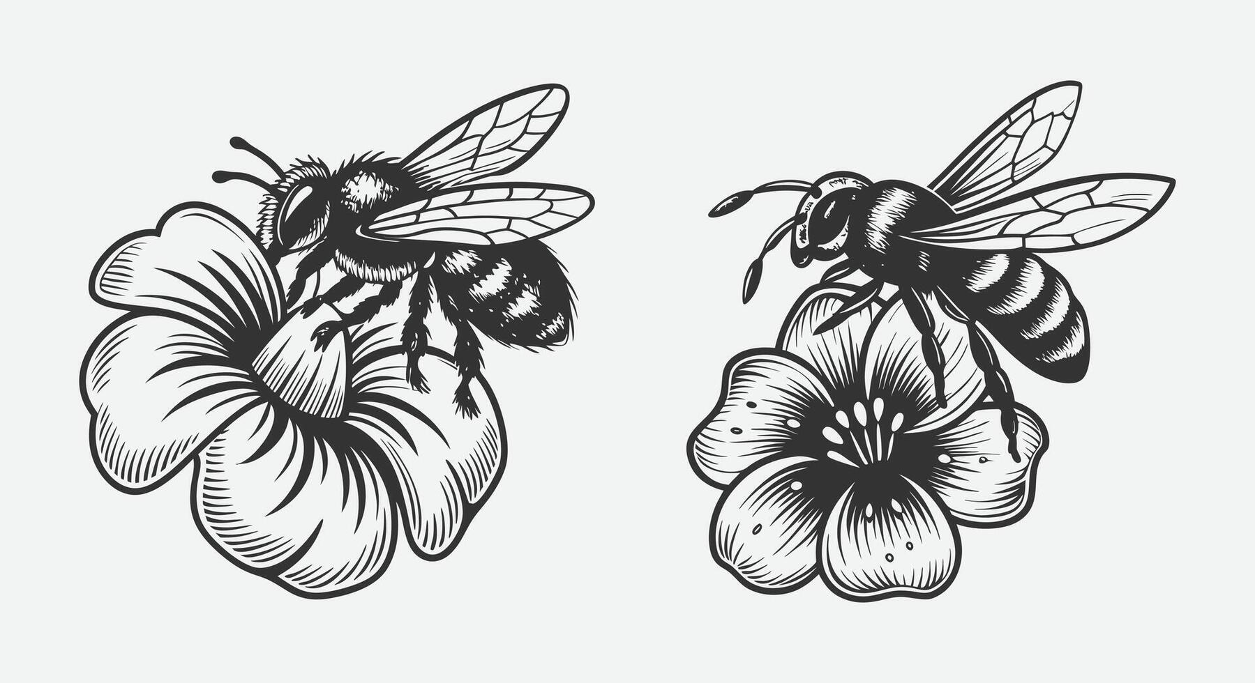 Bee Collecting Nectar from a Blooming Flower in Nature with Elegant Silhouette Style in Black and White vector