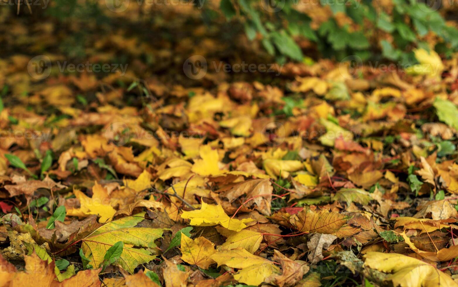 Autumn fallen leaves on the ground. Close-up of colorful foliage. Soft focus photography. photo