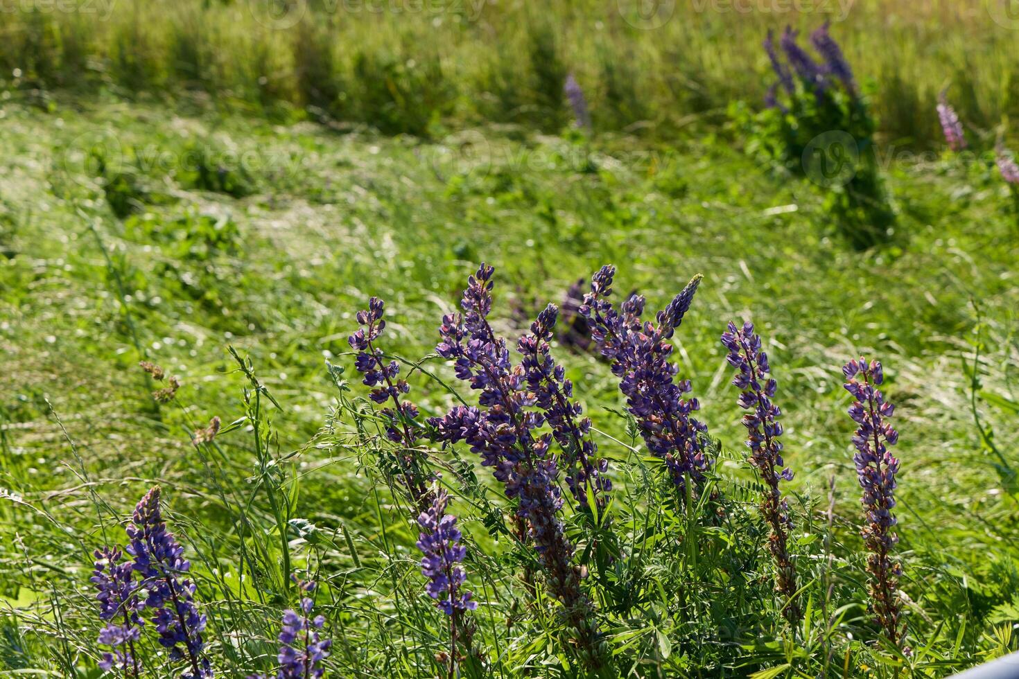 Vibrant and Beautiful Purple Lupins Blooming in a Lush Green Meadow Full of Life photo