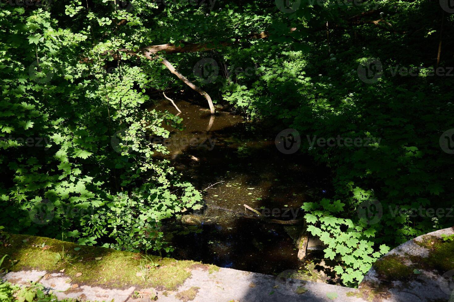 A Serene Forest Stream that is Surrounded by Lush Greenery and Vibrant Plant Life photo