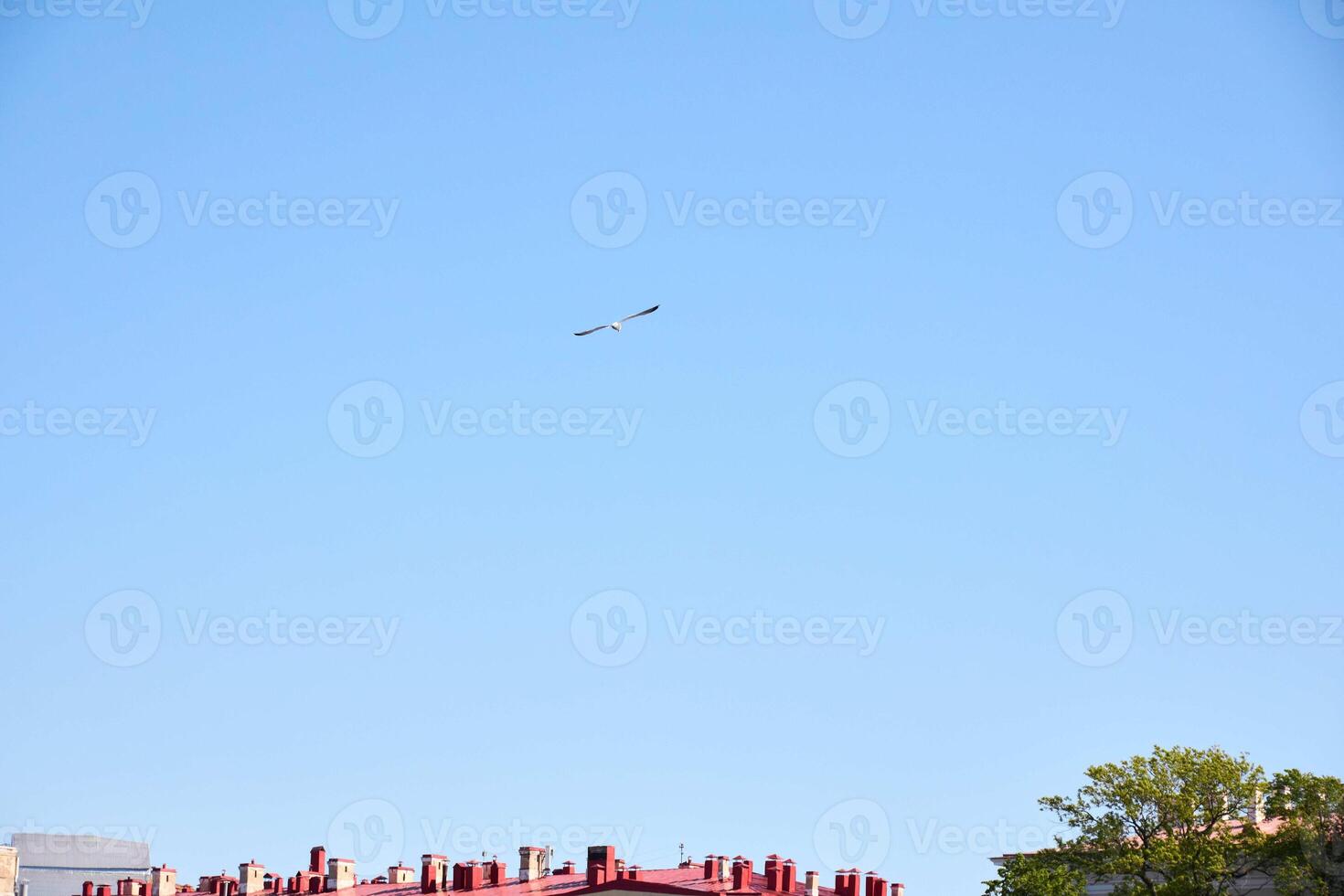 A magnificent bird soaring gracefully in flight above the rooftops against a clear blue sky photo