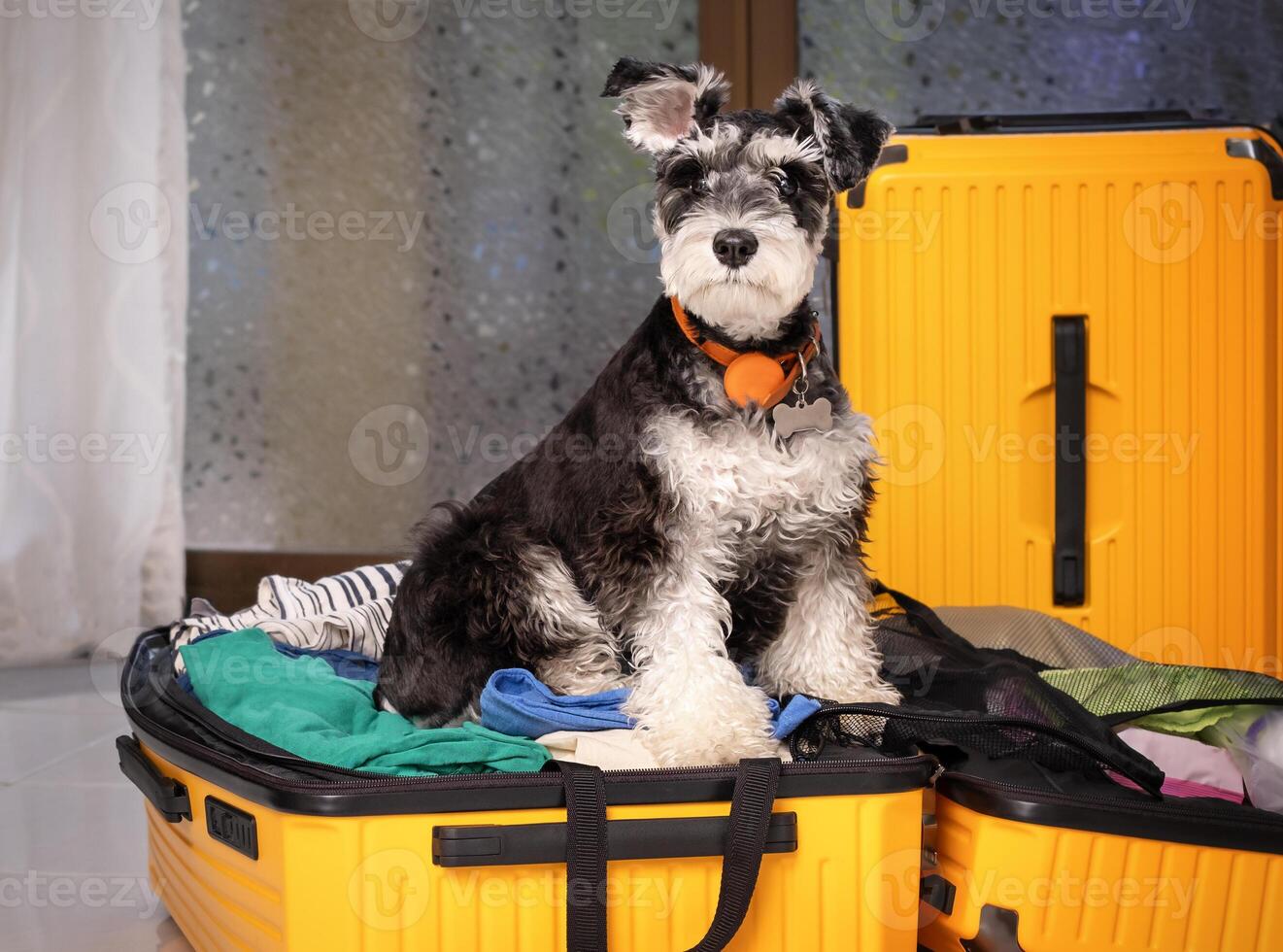 Miniature Schnauzer dog sits in suitcase vacation photo