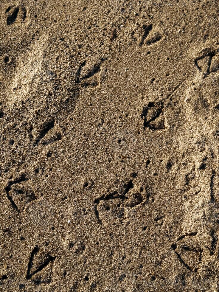 Bird Footprints in Sand Natural human footprints in sunlit beach sand symbolizing journey memory summer exploration and emotional storytelling visuals photo