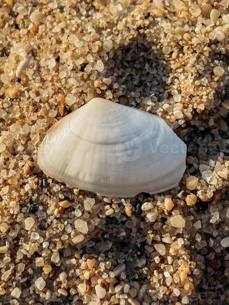 Seashell on Sandy Beach. Closeup of clean sand with gentle grains and soft lighting offers natural minimalism and organic structure ideal for background use in creative design projects photo