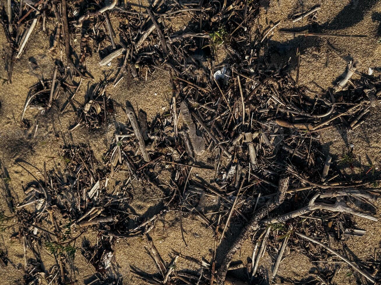 Natural texture of beach surface covered with dry twigs seaweed and organic debris captured in daylight ideal for ecological design rustic backgrounds and storytelling elements photo