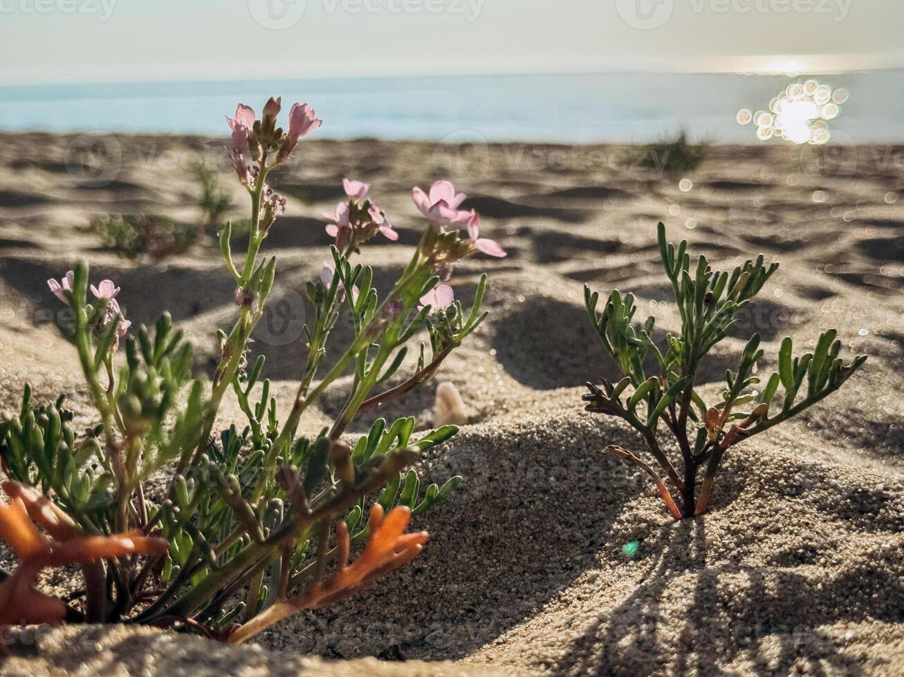 Closeup of blooming wildflowers and succulent plants thriving in warm beach sand at sunrise symbolizing natural resilience sustainability and coastal ecosystem harmony photo