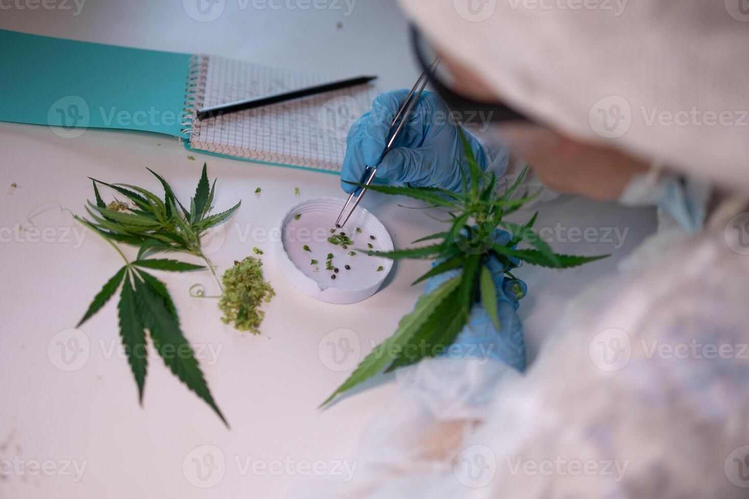 A scientist is meticulously analyzing various cannabis samples in a specialized laboratory setting photo
