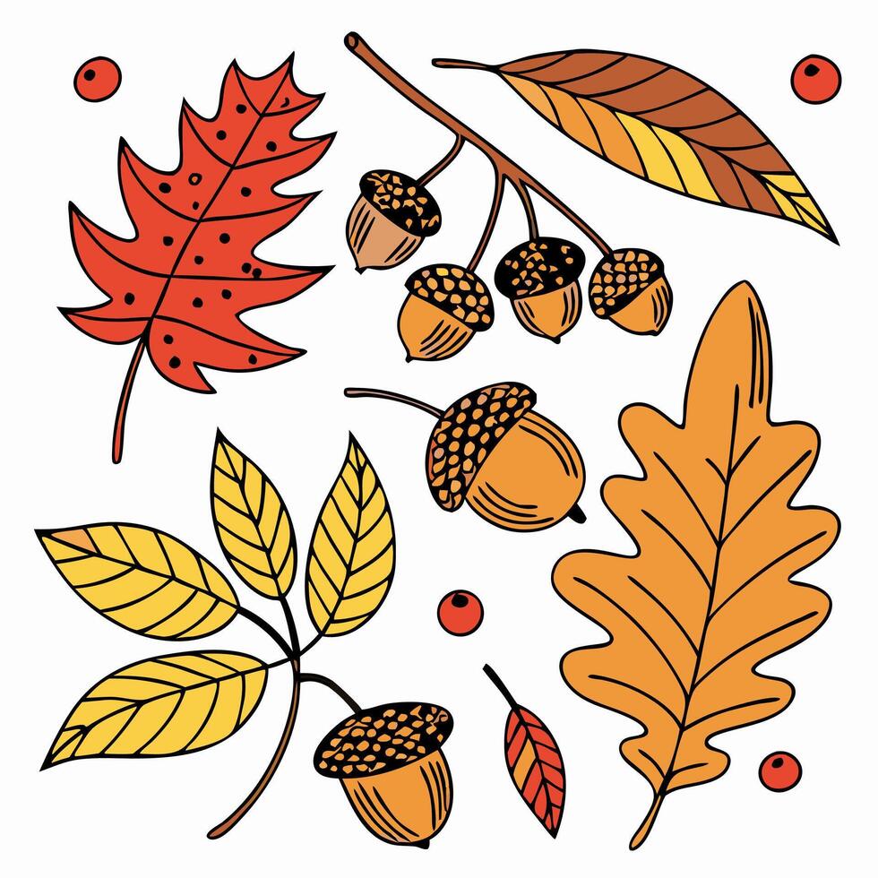 Autumn Leaves, Acorns and Branch Fall Harvest Illustration vector