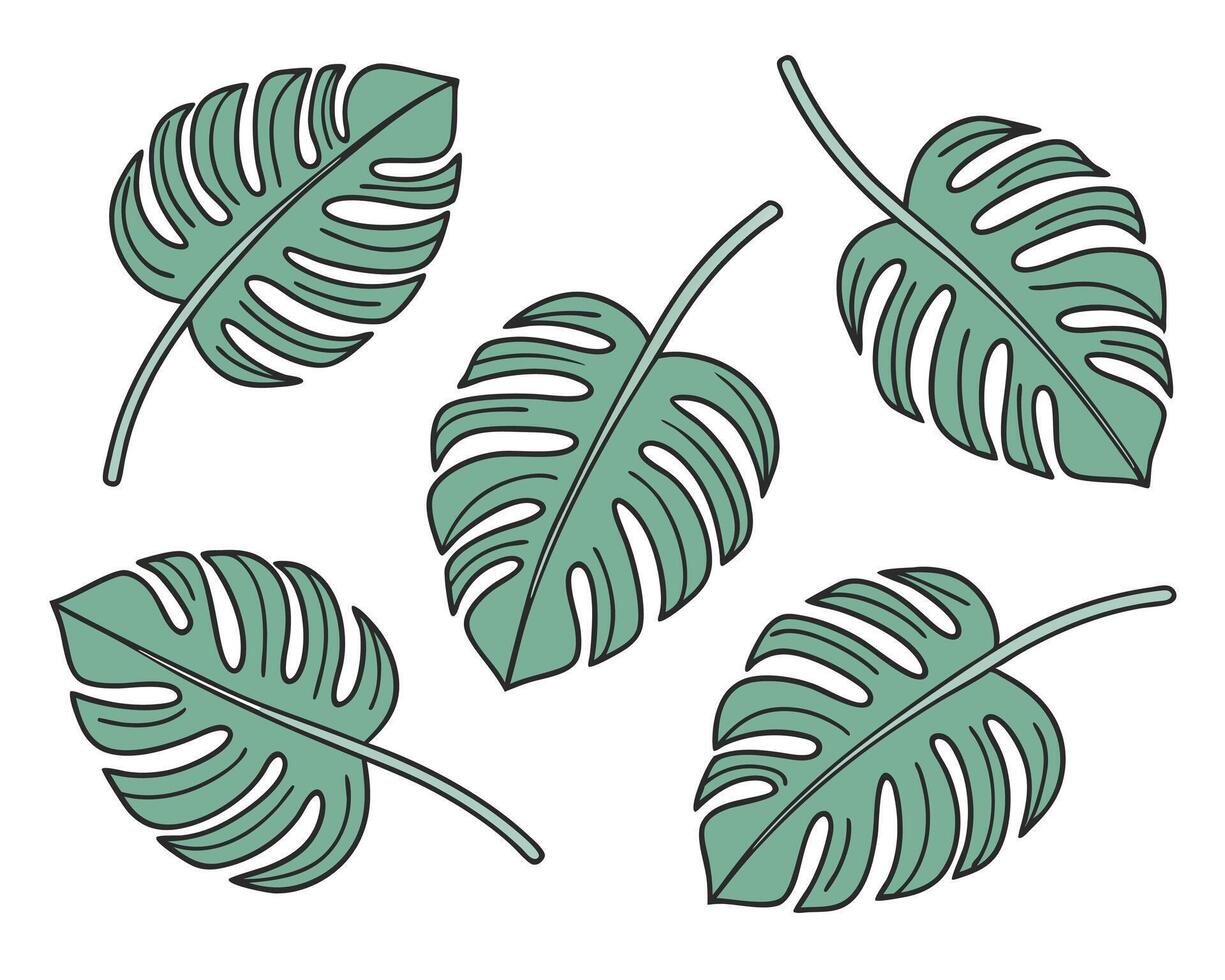 illustration of five hand drawn monstera leaves in various positions on a clean white background vector
