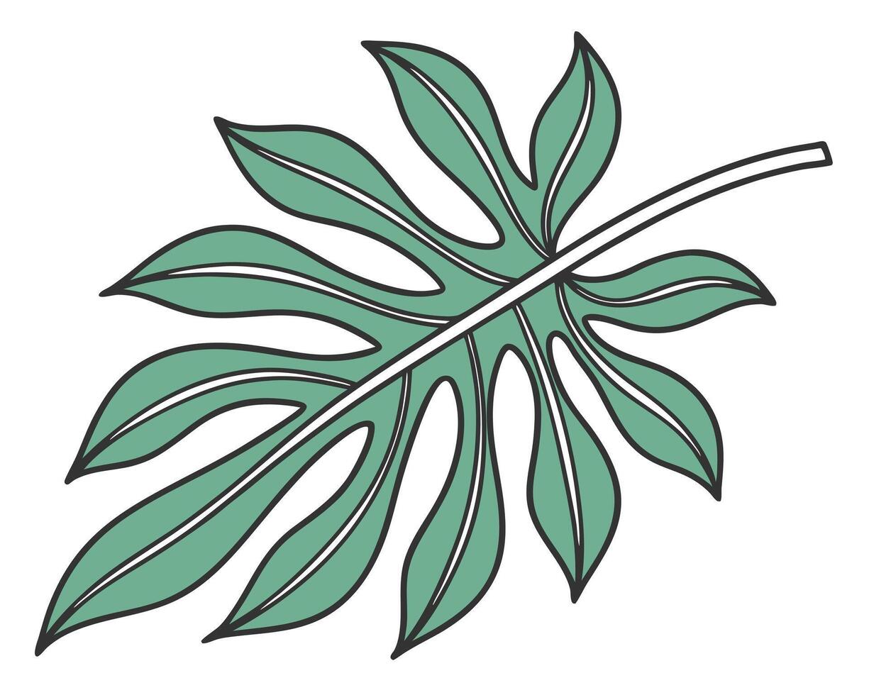 illustration of a detailed green monstera leaf isolated on white background for design elements vector