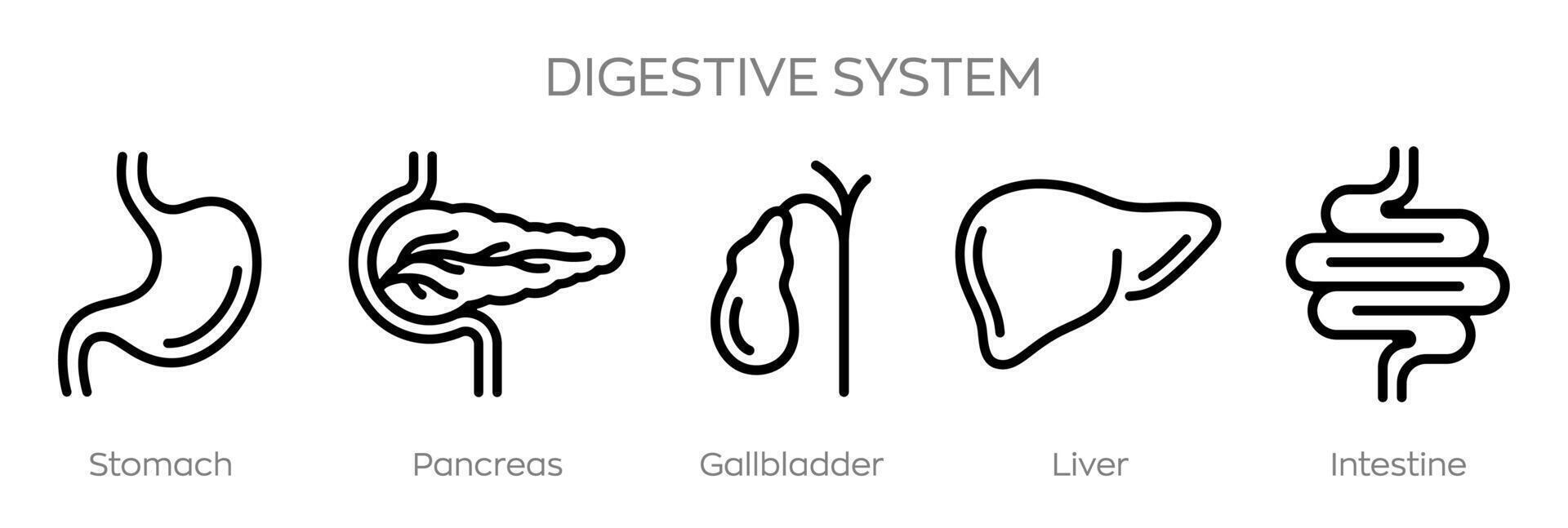 Digestive system icons set. Gastrointestinal tract. Stomach. Pancreas. Gallbladder.Liver. Intestine. Human digestive system anatomy infographic. vector