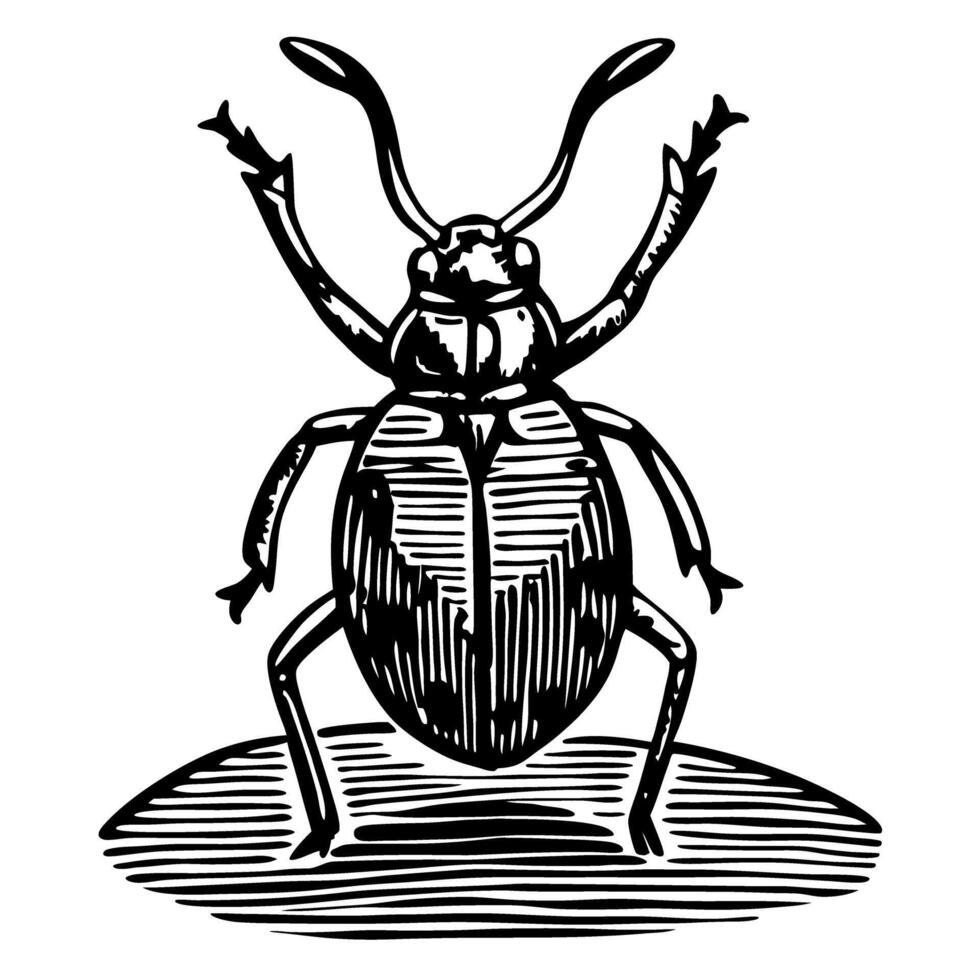 Vintage beetle insect engraving detailed black and white hand drawn bug illustration, nature science entomology art vector