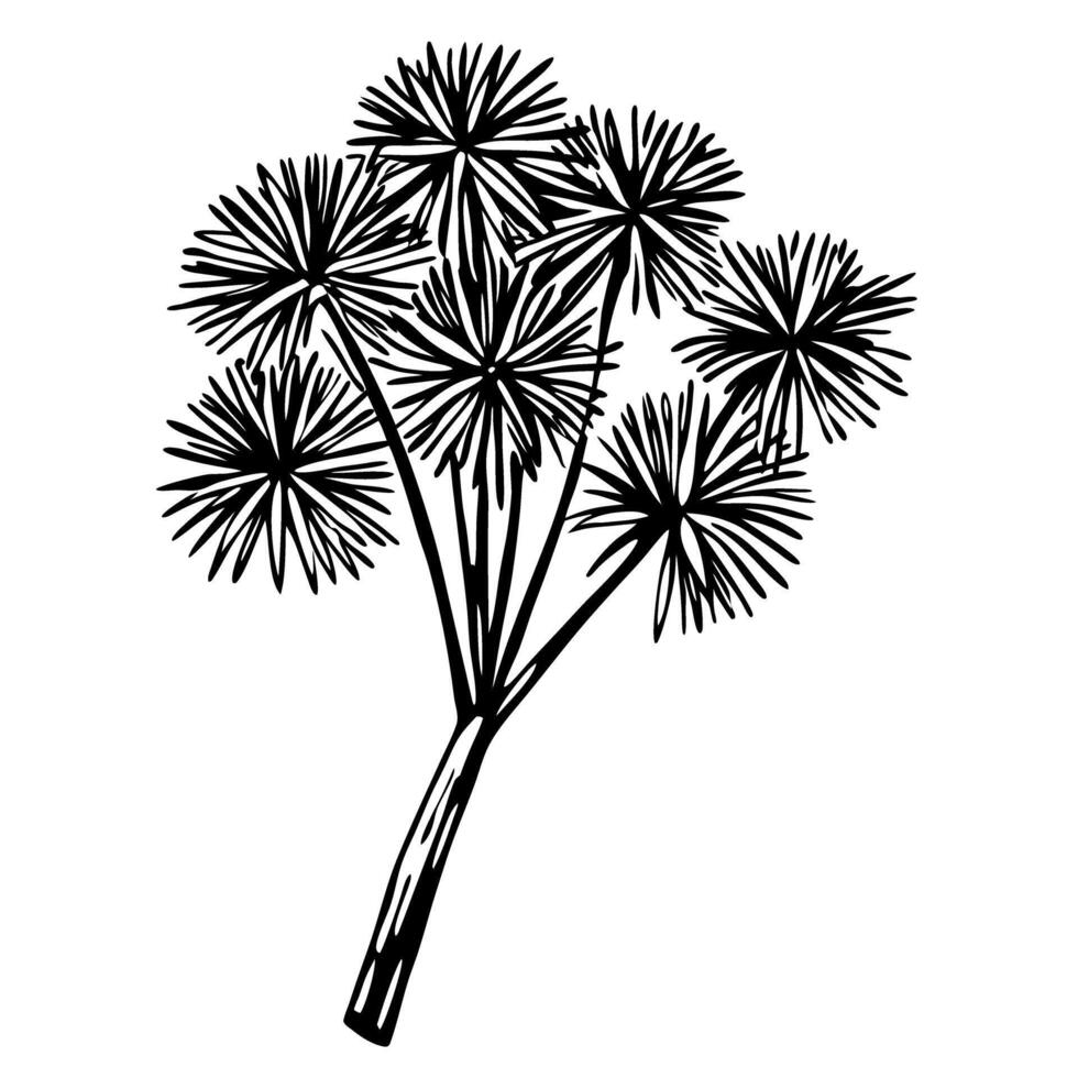 Minimalist fan palm tree illustration black and white botanical sketch of tropical plant with spiky leaves vector