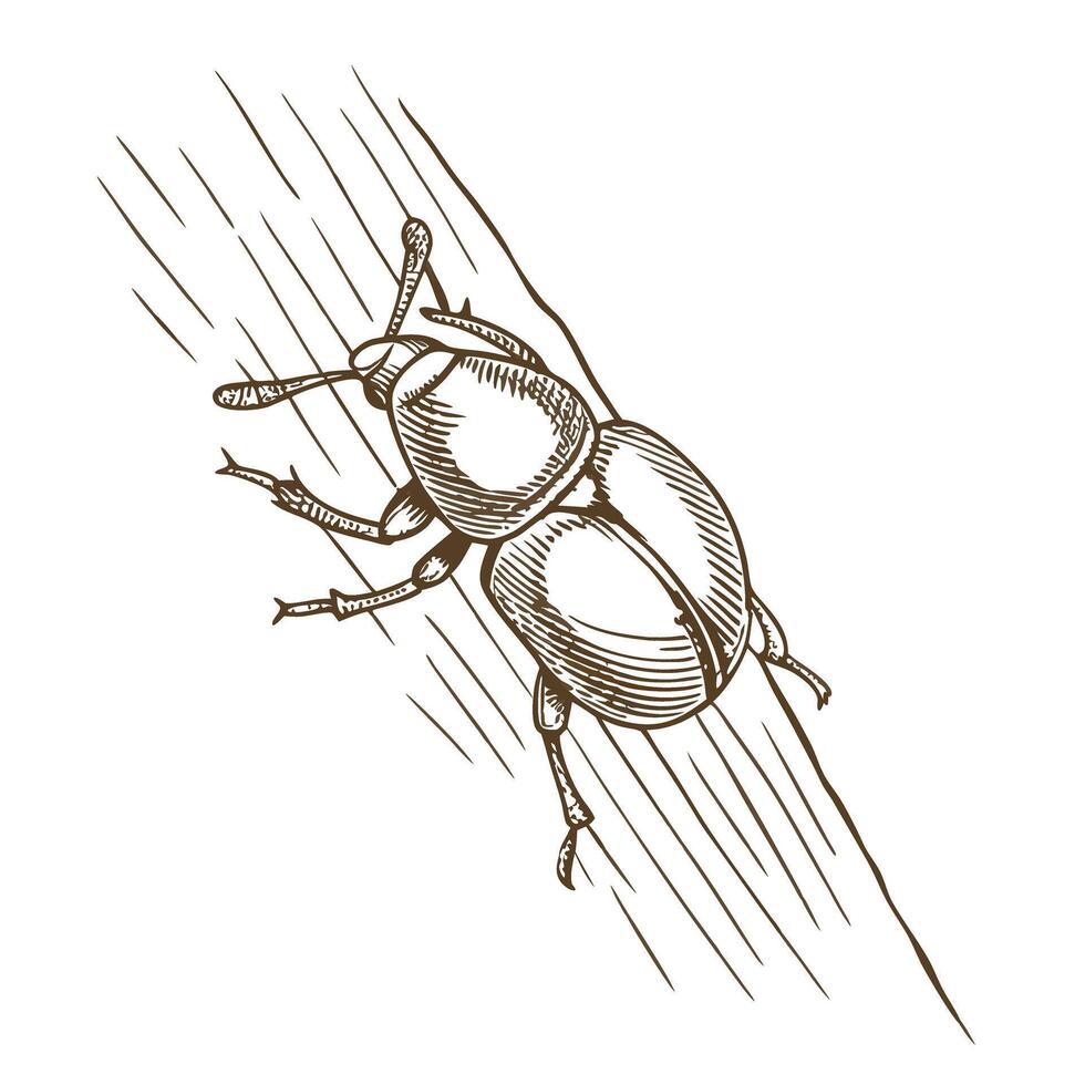 Hand drawn beetle illustration on log detailed insect anatomy, wood texture, natural wildlife sketch vector