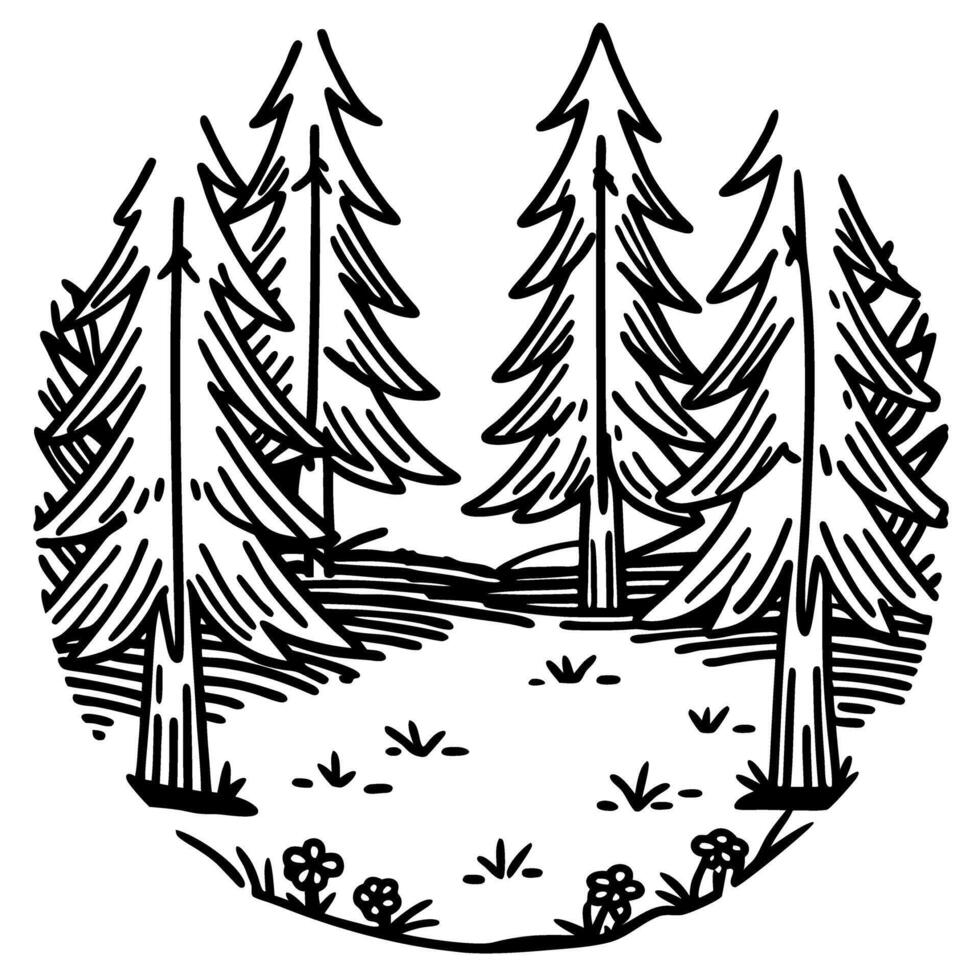 Pine forest illustration with tall evergreen trees and open clearing, hand drawn black and white nature scene vector