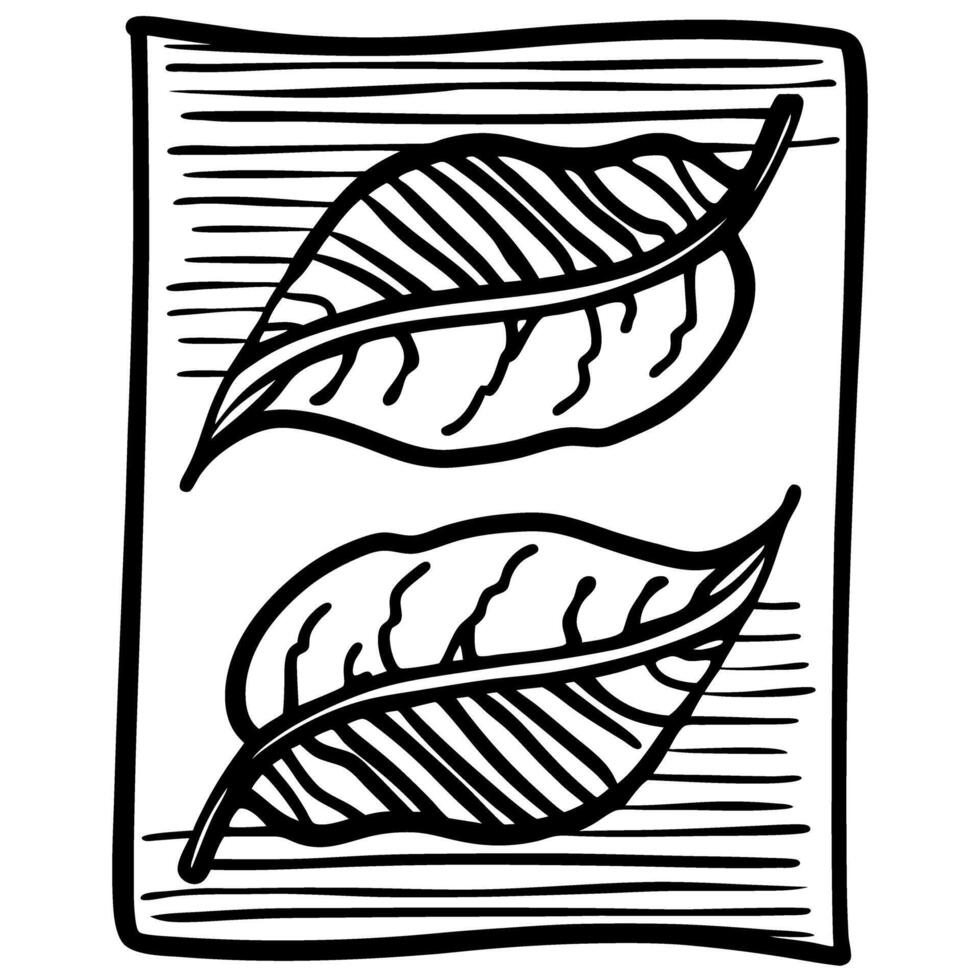 hand drawn leaf illustration with detailed lines two natural leaves on textured background, botanical sketch motif vector