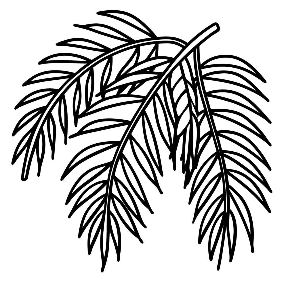 Palm tree frond outline black and white tropical leaf illustration, botanical linear art, exotic plant foliage vector
