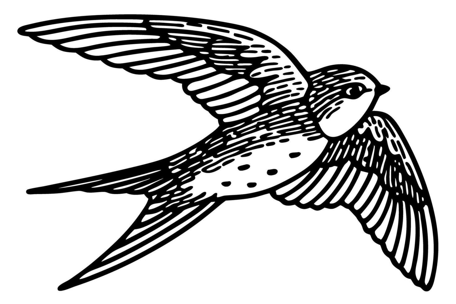 Swallow bird in flight black and white hand drawn swift, vintage detailed animal illustration, isolated on white vector