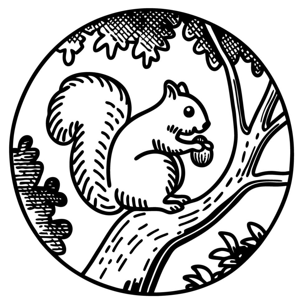 Squirrel with acorn on tree branch black and white hand drawn illustration in vintage engraving style, nature wildlife animal vector