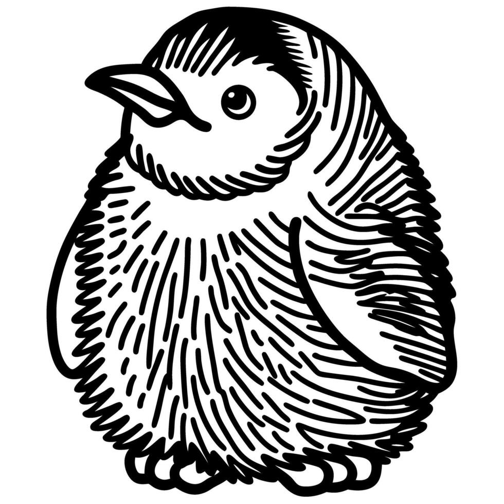 Adorable baby penguin outlined, standing upright black and white fluffy chick, illustration for children vector