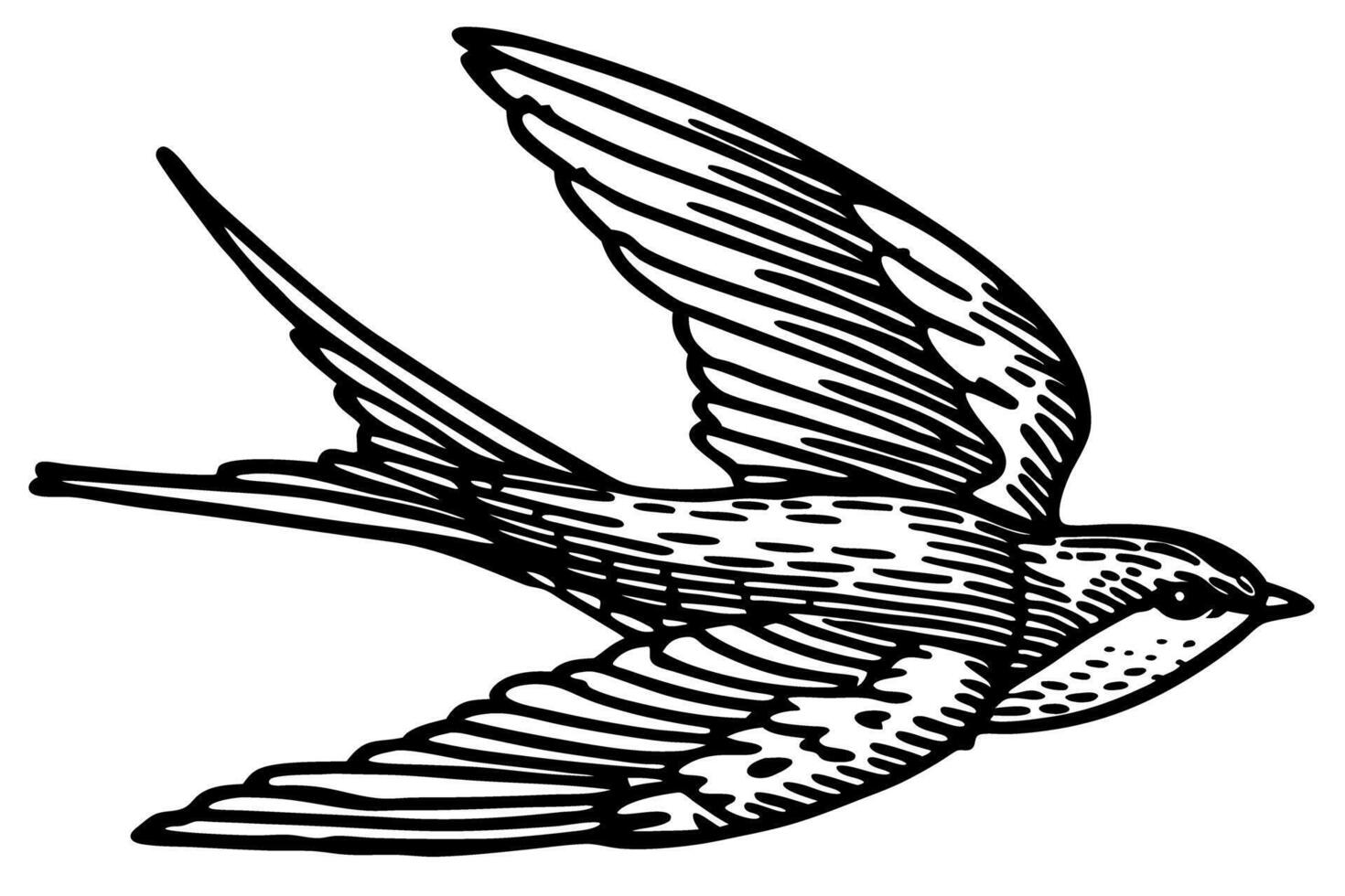 Swallow bird flying with outstretched wings hand drawn black and white sketch, vintage detailed illustration vector