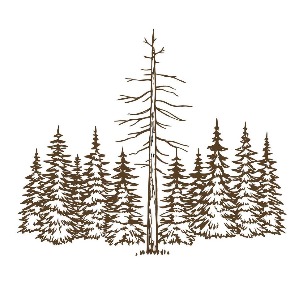 Leafless dead tree standing among dense evergreen forest, nature contrast, wilderness, survival concept vector