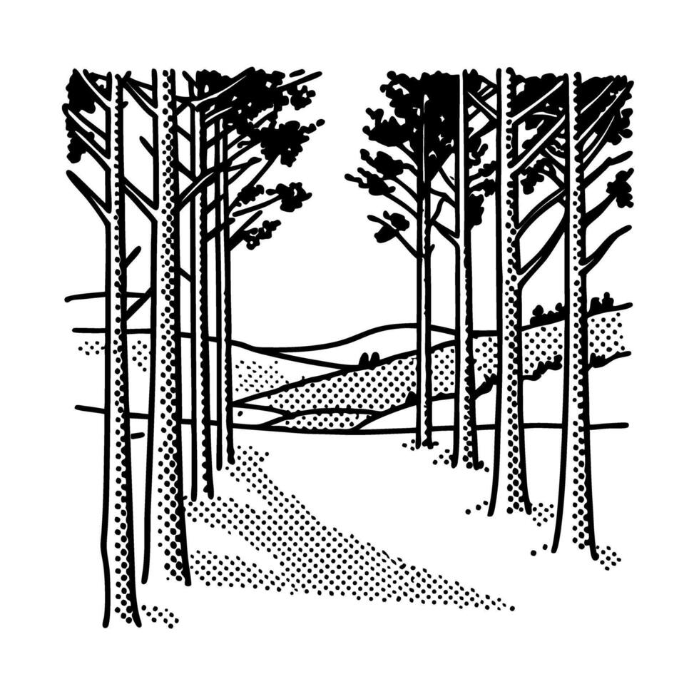 Dense pine forest with tall trees and scenic path black and white nature illustration, tranquil woodland landscape vector