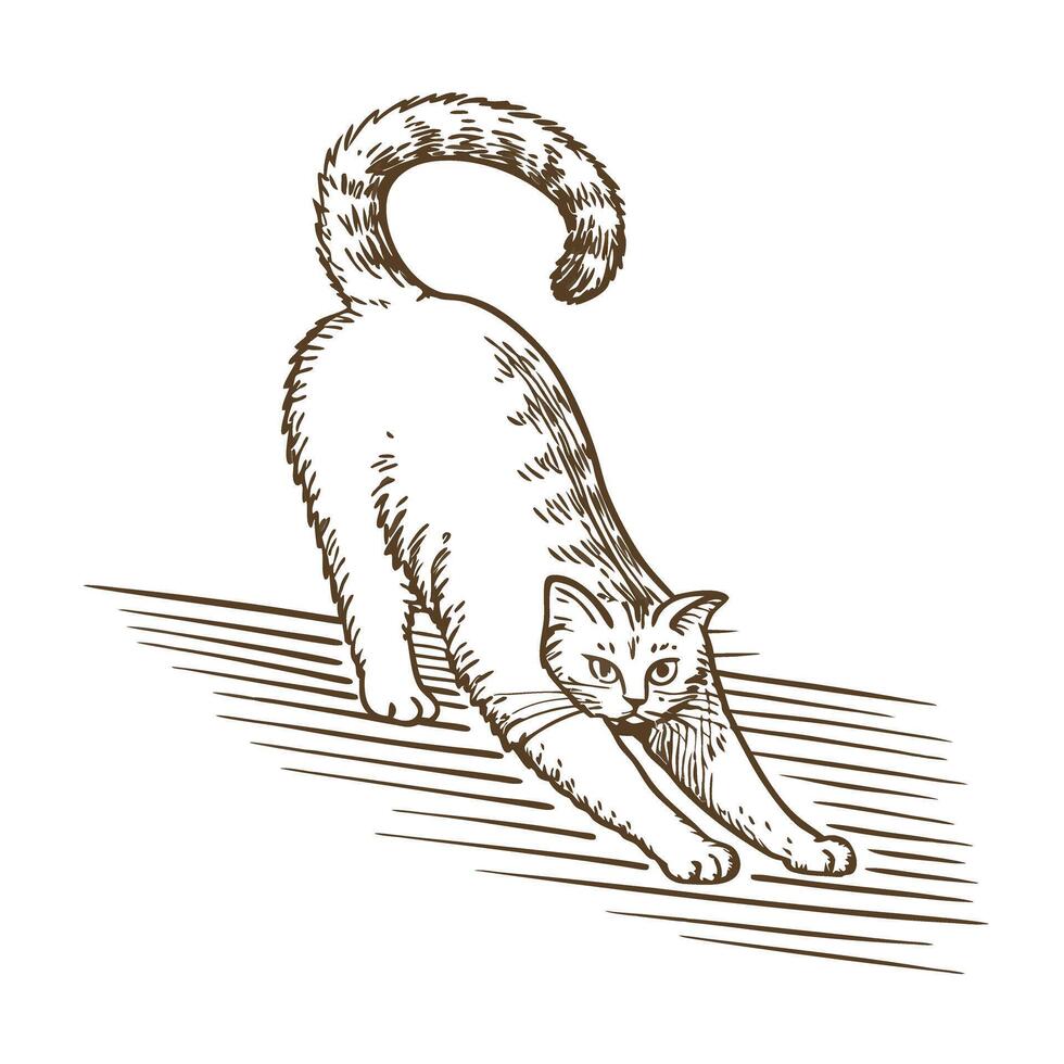 Stretching cat illustration playful feline arching back on wooden floor, brown line art, pet posture concept vector