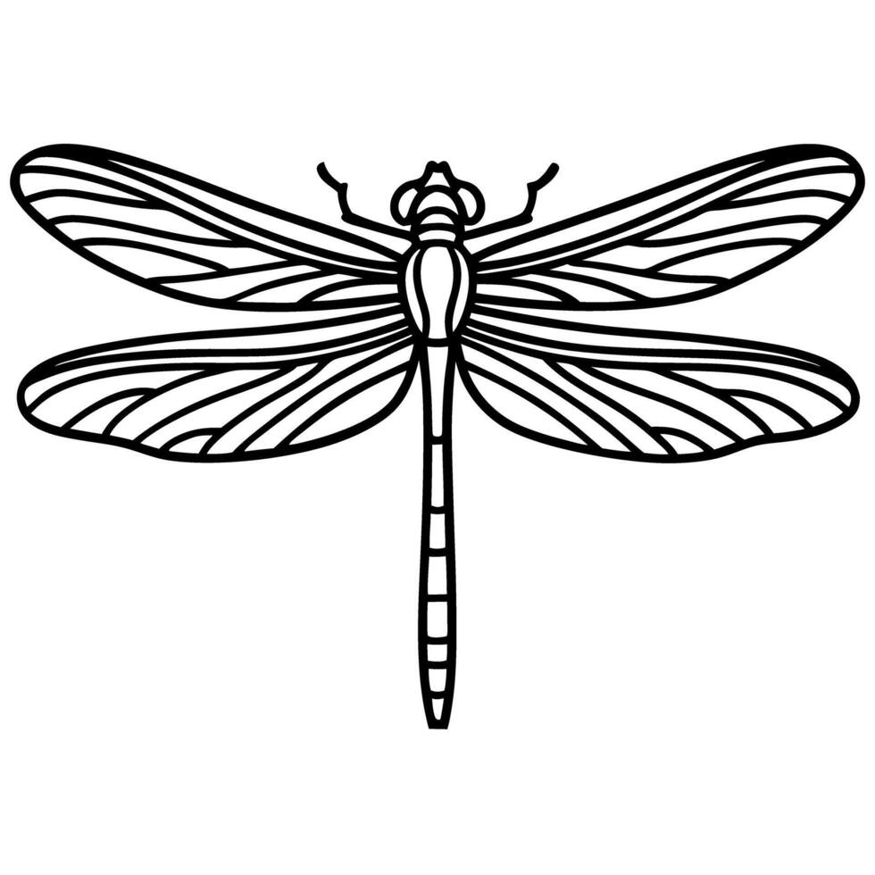 Dragonfly outline illustration detailed insect wings and body, symmetrical monochrome line drawing, nature concept vector