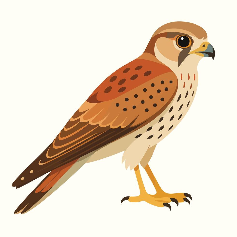 Brown and Beige Kestrel Bird Illustration Side Profile View Wildlife Avian Fauna vector