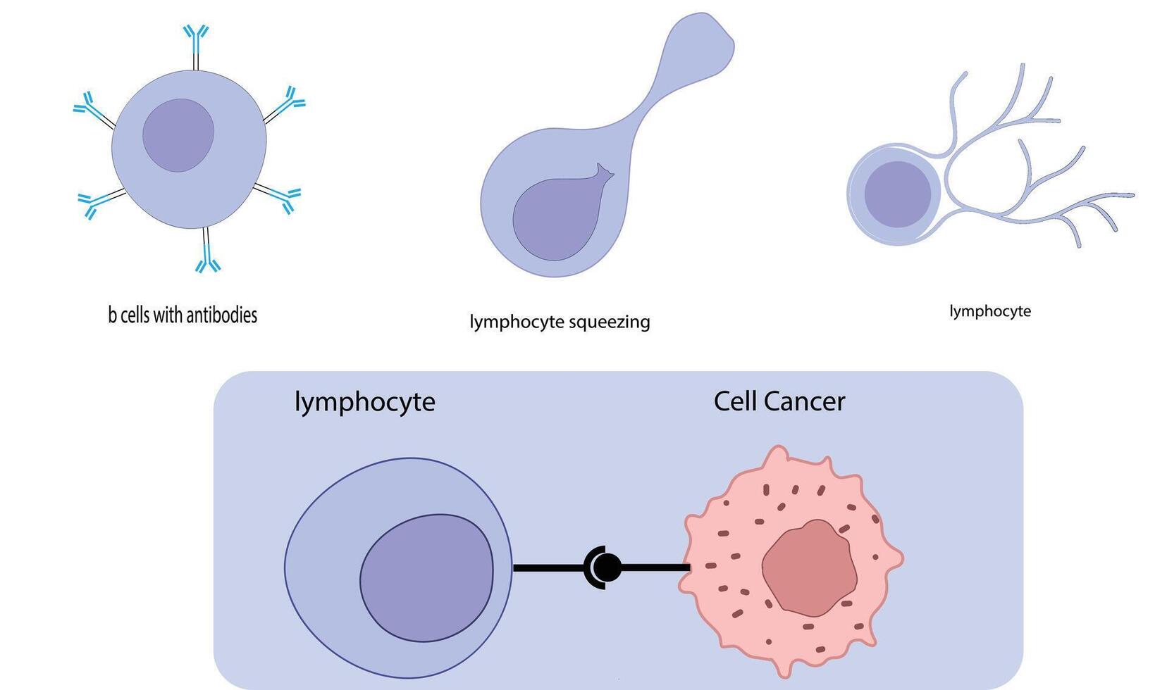 Immune Cell Interactions with Cancer Cells B Cells, Lymphocytes, and Cancer Recognition vector