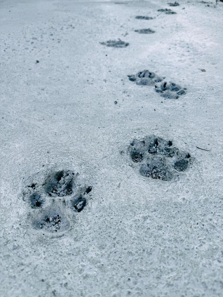 dog paw prints on fresh cement photo