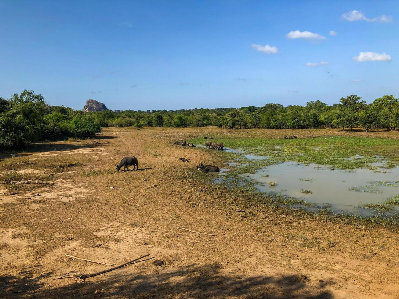 Drought in tropical forests and safari zone in Sri Lanka photo