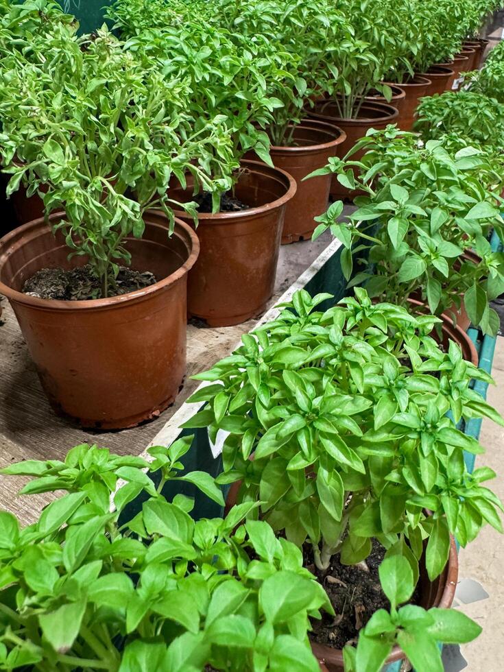 Set of young fresh basil in brown pots photo