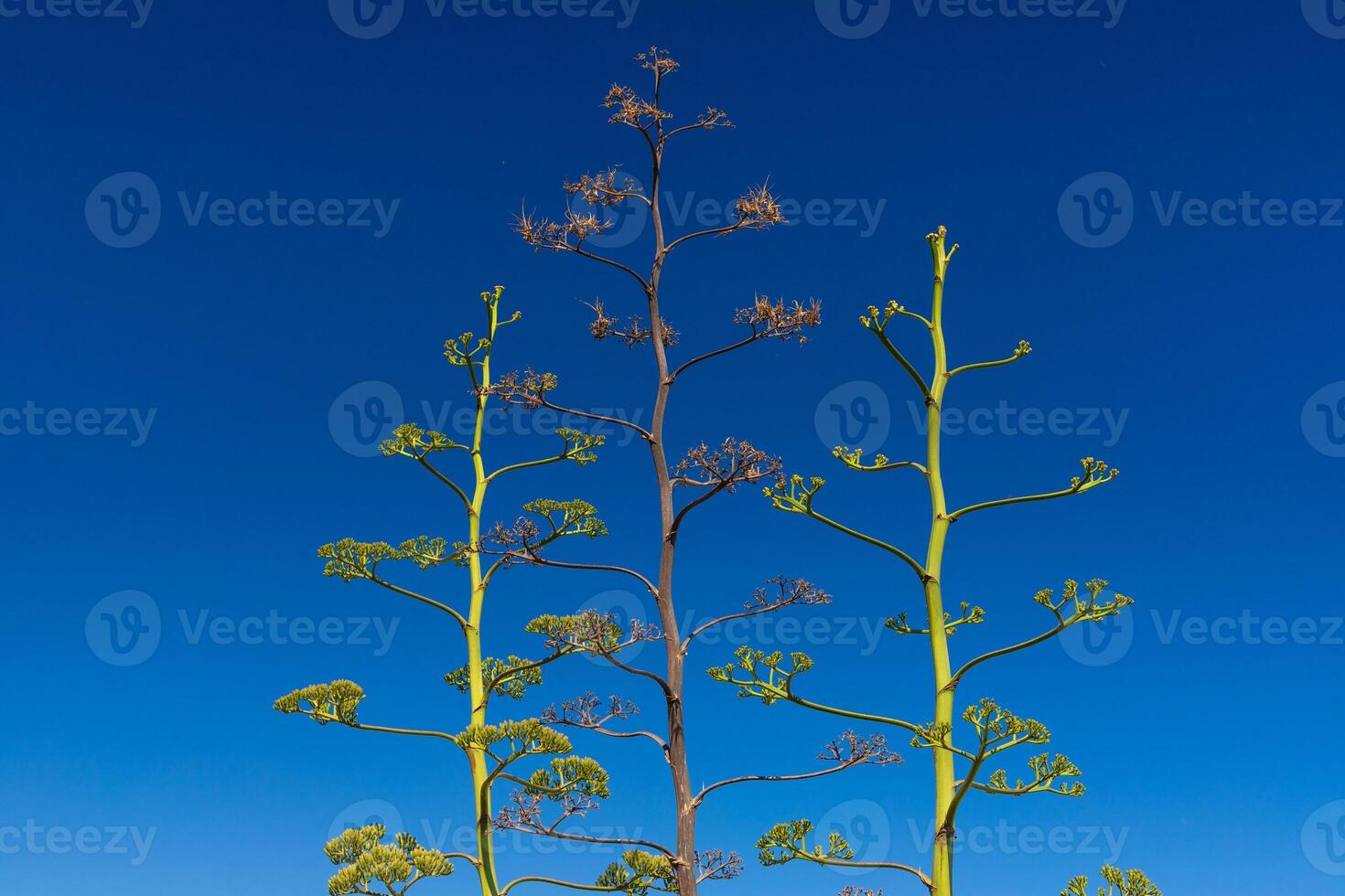 A minimal composition of three exotic plants with clear blue sky in the background photo