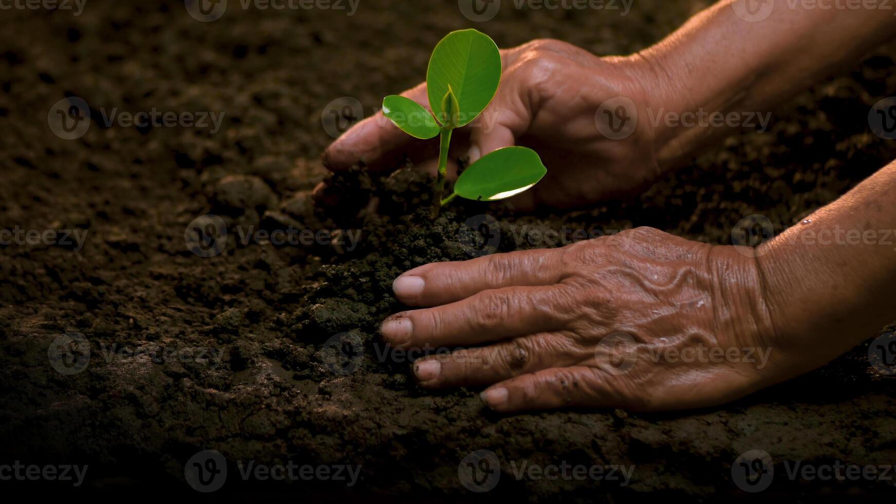 72Planting trees, loving the environment and protecting nature Nourishing the plants World Environment Day To help the world look beautiful photo