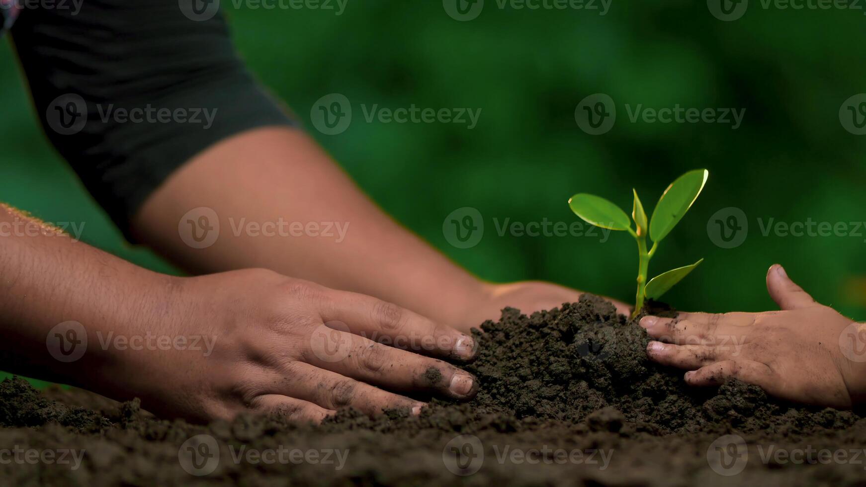 78 Planting trees, loving the environment and protecting nature Nourishing the plants World Environment Day To help the world look beautiful photo