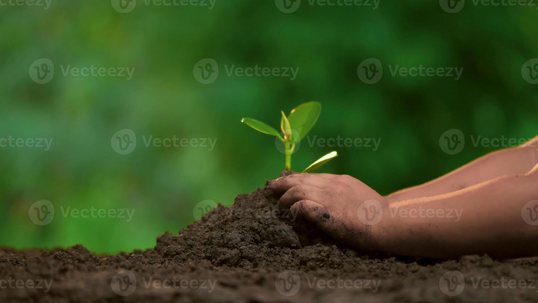 76Planting trees, loving the environment and protecting nature Nourishing the plants World Environment Day To help the world look beautiful photo