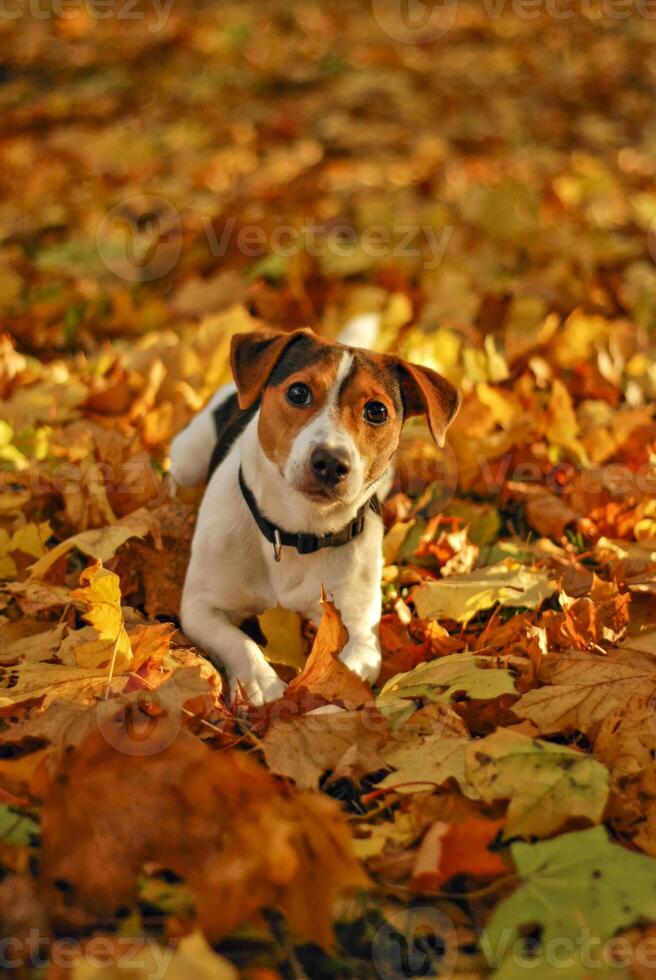 Young dog lies in autumn leaves surrounded by golden tones, autumn setting captures warmth and calm, autumn atmosphere ideal for pet, nature and seasonal content. photo