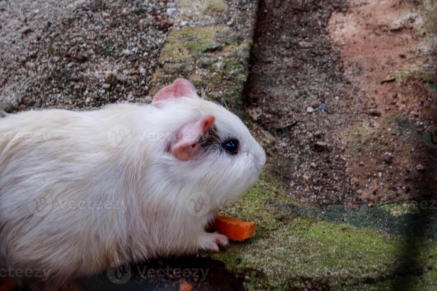 White guinea pig eating a carrot on natural ground surface photo